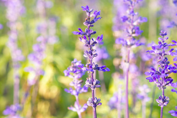 Naklejka premium Beautiful spring background with Salvia farinacea Benth.