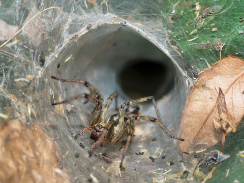 Funnel web spider by nest, Italy.