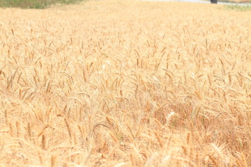 Golden wheat field and sunny day