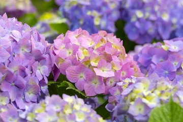 Hydrangea flowers in a garden