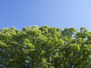 夏、晴天時の、緑の木々