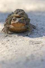 Common toad bufo bufo