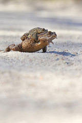 Common toad bufo bufo
