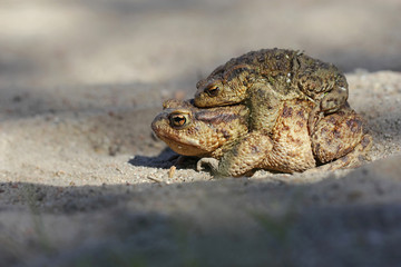 Common toad bufo bufo