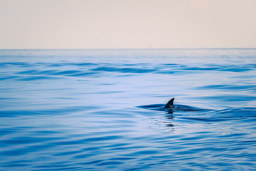 Fin of a shark in the high sea