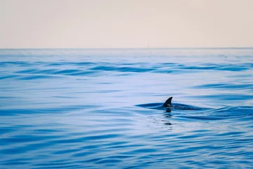 Fin of a shark in the high sea © fotomaximum