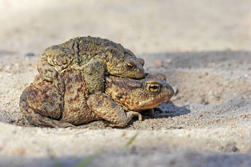 Common toad bufo bufo
