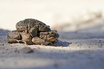Common toad bufo bufo