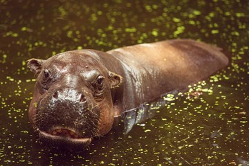 Fototapeta premium Hippopotamus, animals, mammals and herbivorous.