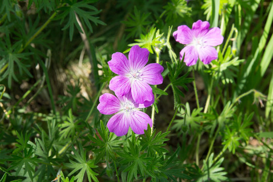 geranium sylvaticum/ flowers of the forest geranium on a Sunny summer meadow