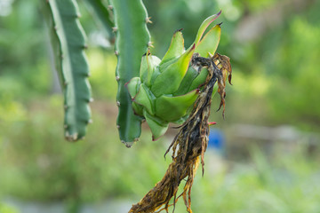 Dragon fruit on tree