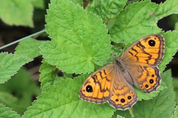 Lasiommata megera butterfly