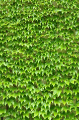 Green ivy leaves wall as background