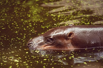 Hippopotamus, animals, mammals and herbivorous.