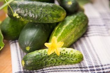 cucumber with flowers