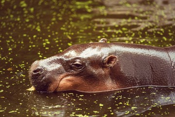 Fototapeta premium Hippopotamus, animals, mammals and herbivorous.