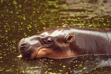 Hippopotamus, animals, mammals and herbivorous.
