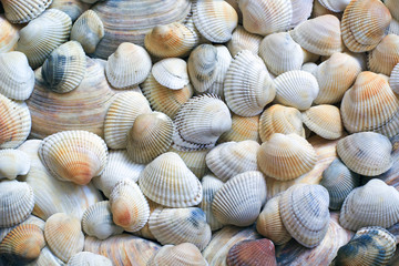 seashells background