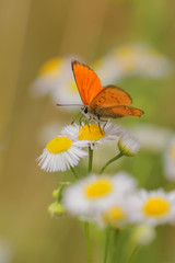 Common fleabane, Erigeron with butterfly Scarce Copper , Lycaena virgaureae