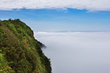 Morning mist in rainforest