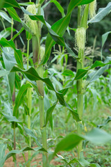 corn plantation