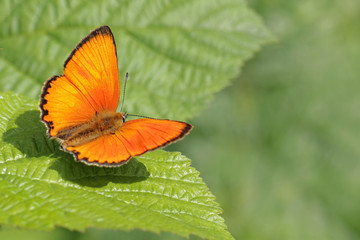 red butterfly