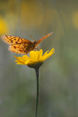 Heath fritillary - Melitaea athalia butterfly