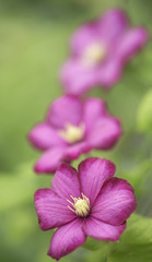 Blooming pink clematis