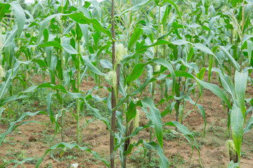 corn plantation