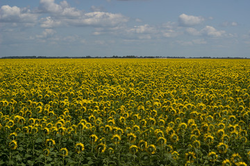 Field of sunflowers on a background of blue sky.