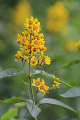 Lysimachia vulgaris (Garden Loosestrife, Yellow Loosestrife or Garden Yellow Loosestrife)