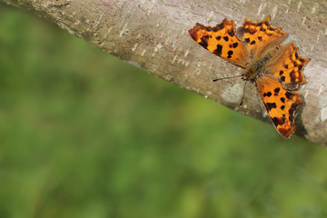 Comma butterfly Polygonia c-album 