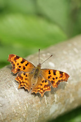 Obraz premium Comma butterfly Polygonia c-album 
