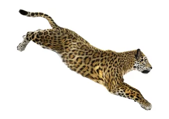 Foto op Plexiglas Big Cat Jaguar © photosvac