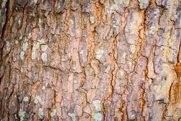 Nature patten broken surface bark