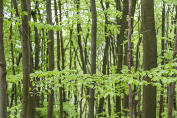 Obraz premium Blick in den Wald