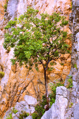 Tree in red stone. Crimea hiking, Ukraine. Krasnokamenka.