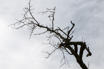 Dry branched tree under blue sky 
