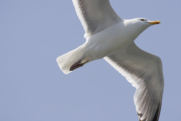 Herring Seagull