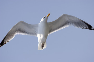 Herring Seagull