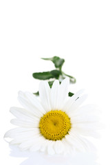 Beautiful chamomile on a  isolated white background 