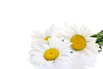 Obraz premium Three beautiful chamomiles on a isolated white background 