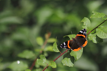 Red Admiral butterfly (Vanessa atalanta) 