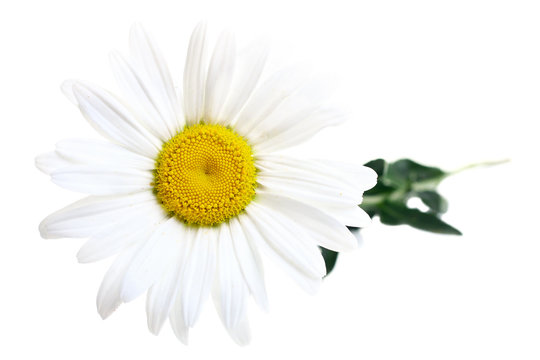 Beautiful chamomile on a  isolated white background 