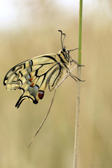 Fototapeta na wymiar European Swallowtail butterfly Papilio machaon 