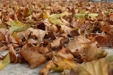 leaves in autumn