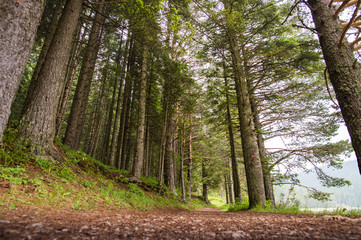 Spruce Tree Forest