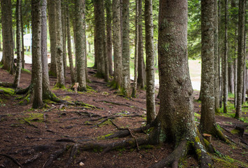  Spruce Tree Forest