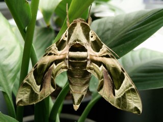 Moth