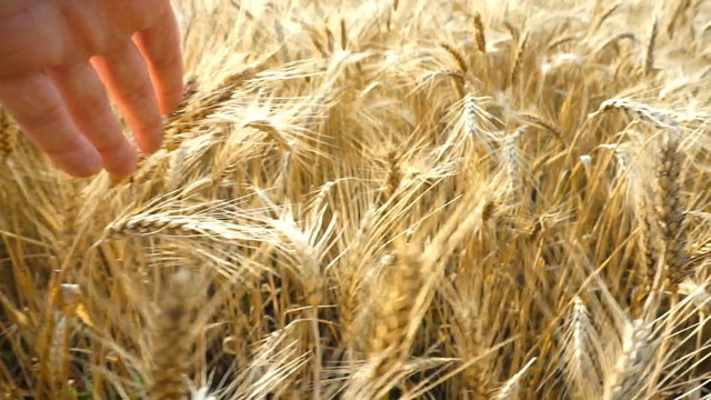 HD SLOW-MOTION:   Man Touching Wheat